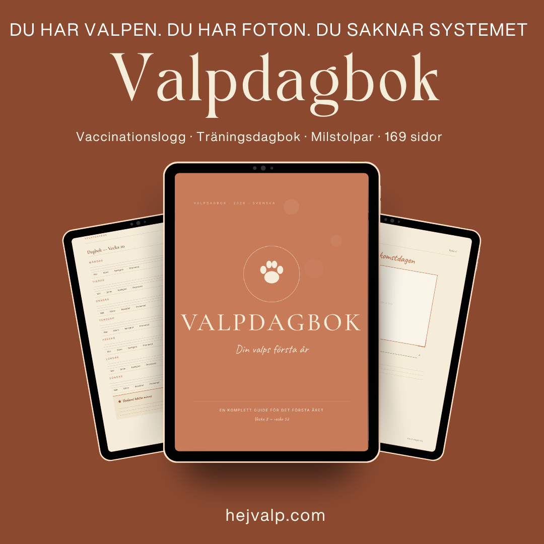Valpdagbok — 52 veckor dokumenterade